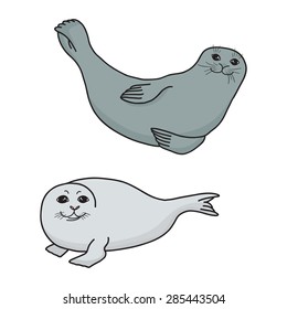 Pretty Seals isolated on white. Vector Set of marine mammal. Two seals in different poses.