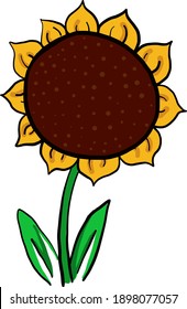 Pretty sunflower, illustration, vector on a white background.