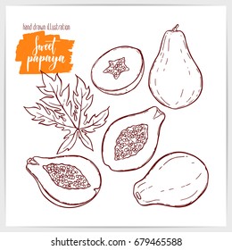 Pretty vector illustration of hand drawn papayas.