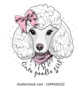 Pretty white poodle with pink bow and  scarf. Hand drawn illustration of dressed dog.  Vector illustration.