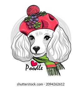 Pretty white poodle with red hat,  and scarf.  Vector illustration of dressed dog. 