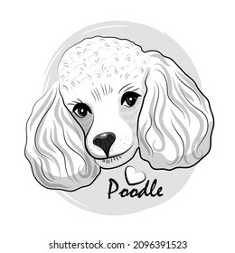 Pretty white poodle. Vector illustration of cute dog. 