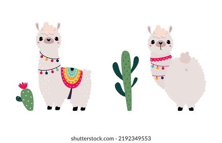 Pretty Wooly Llama or Alpaca Wearing Knitted Blanket Standing Vector Set