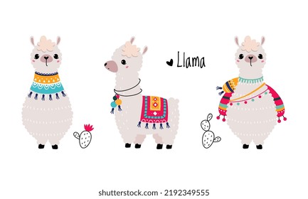 Pretty Wooly Llama or Alpaca Wearing Knitted Blanket Standing Vector Set