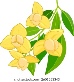 Pretty yellow bloom, romduol flower in branch with leaves. Rumduol flower. Cambodia National flower. Vector illustration