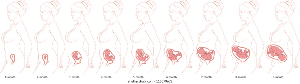 Vista previa del embarazo, tamaño fetal y forma por meses.