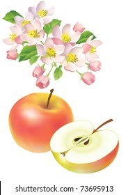 Preview vector EPS10/ Apple, half an apple and an apple tree flowers