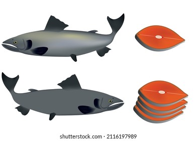 Prices and whole Salmon fish in vector illustrator, restaurant, and supermarket concept. Salmon Fish.