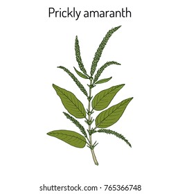Prickly Amaranth (Amaranthus spinosus), or Needle burr, medicinal plant. Hand drawn botanical vector illustration