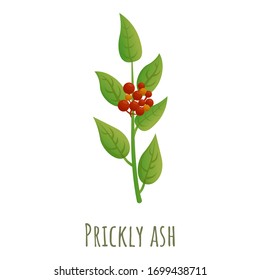 Prickly ash icon. Cartoon of prickly ash vector icon for web design isolated on white background