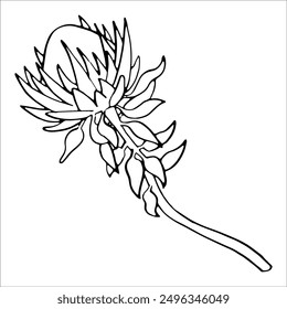 Prickly flower, dried flower, African protea, thistle, meadow burdock. Treatment plant. Doodle, hand graphic single element isolated.