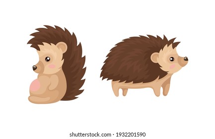 Prickly Hedgehog as Forest Animal in Different Poses Vector Set