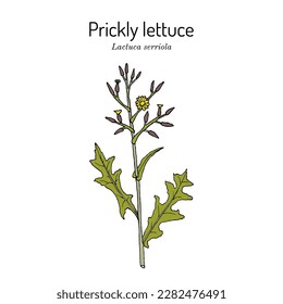 Prickly lettuce, or milk thistle (Lactuca serriola), edible and medicinal plant. Hand drawn botanical vector illustration