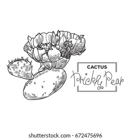 Prickly Pear cactus flower - hand drawn illustration in sketch style (engraving)