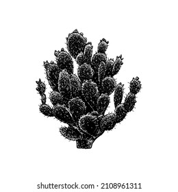 prickly pear cactus hand drawing vector illustration isolated on white background