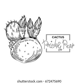 Prickly Pear cactus - hand drawn illustration in sketch style (engraving)