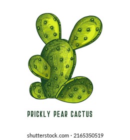 Prickly pear cactus or opuntia, vector sketch.