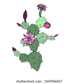 Prickly pear, cactus. Vector illustration.