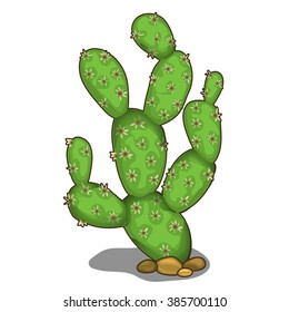 The prickly pear cactus. Vector illustration.