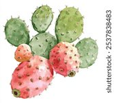 Prickly Pear Cactus watercolor clipart illustration