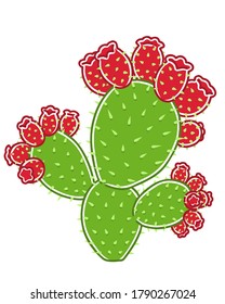 Prickly pear in Jeju island. Colored vector illustration.