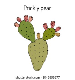 Prickly pear (Opuntia ficus-indica), or Indian fig, spineless cactus, medicinal plant. Hand drawn botanical vector illustration