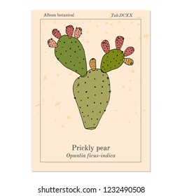 Prickly pear (Opuntia ficus-indica), or Indian fig, spineless cactus, medicinal plant. Hand drawn botanical vector illustration