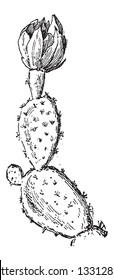 Prickly Pear or Opuntia ficus-indica, showing pads, vintage engraved illustration. Dictionary of Words and Things - Larive and Fleury - 1895
