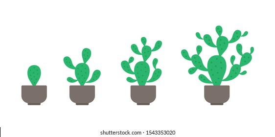 Prickly pear potted plant phases set. The life cycle of home cactus. Opuntia growth stages. Ripening growing period in a pot. Vector Infographic.