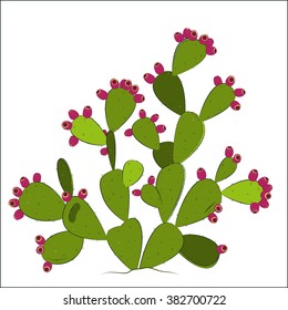 Prickly Pear Vector.