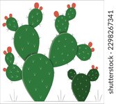 Prickly Pear vector. Prickly pear cactus with fruits, and flowers. Pink and yellow variants of blossoming. Prickly pear in blossom and with fruits. Prickly pear cactus close up with fruit in red color