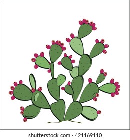 Prickly Pear vector. Prickly pear cactus with ripe fruits. 
