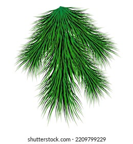 Prickly spruce branch for christmas