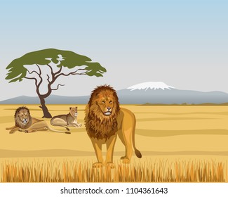 Pride lions in the savanna. Vector illustration
