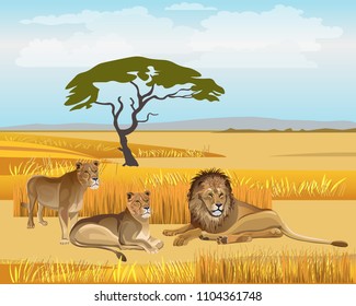 Pride lions in the savanna. Vector illustration