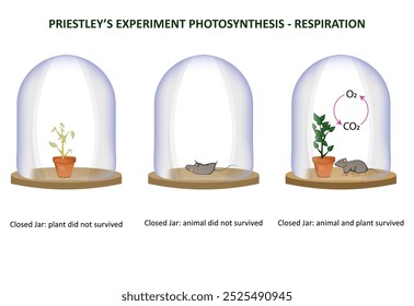 El experimento de Priestley mostró que las plantas Autorización oxígeno, apoyando la vida y demostrando una conexión entre la fotosíntesis y la respiración.