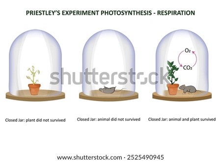 Priestley's experiment showed plants release oxygen, supporting life and proving a connection between photosynthesis and respiration.