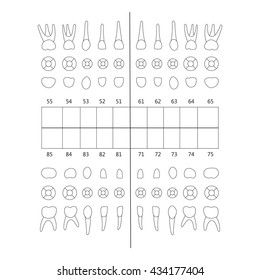 primary baby milk tooth note upper and lower jaw , the chewing surface of teeth incisor, canine, premolar,, molar in vector for print or design