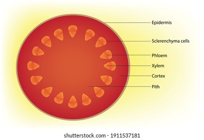 Primary cross sectional structure of dicotyledonous plant stem