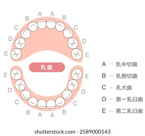 The primary dentition and their names.[Translate]Central incisor,Lateral incisor
Canine,molar