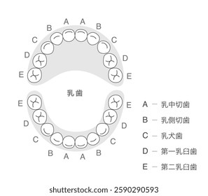 The primary dentition and their names.[Translate]Central incisor,Lateral incisor
Canine,molar