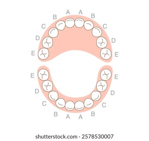 The primary dentition,Baby teeth illustration