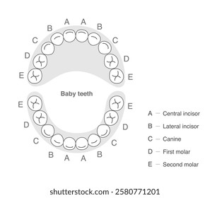 The primary dentition,Baby teeth illustration