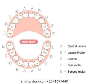 The primary dentition,Baby teeth and names