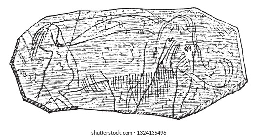 Primary elephant, vintage engraved illustration. From Zoology Elements from Paul Gervais.
