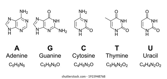 Primary nucleobases, chemical formulas and skeletal structures. Adenine, guanine, cytosine, thymine and uracil, represented by letters A, G, C, T and U. Fundamental units of the genetic code. Vector.