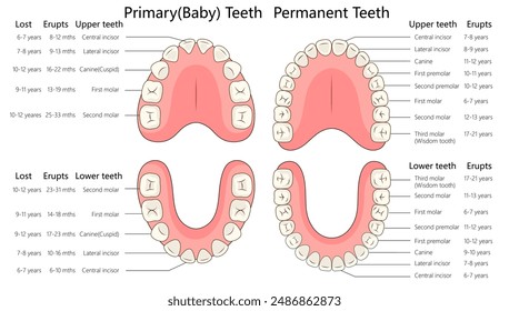 primary and permanent teeth development stages, showing eruption and loss timelines for upper and lower teeth diagram hand drawn schematic vector illustration. Medical science educational illustration