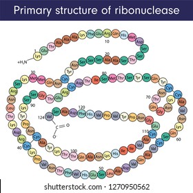 Primary structure of ribonuclease