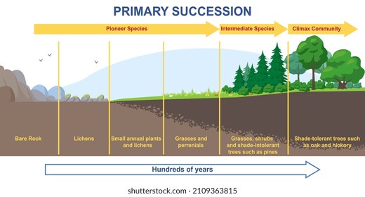 Primary succession and ecological growth process concept. Stages of formation of organic matter or flora. Infographics with timeline for books. From lowest to highest. Cartoon flat vector illustration