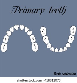 Primary teeth  Chewing surface - crown and root , the number of teeth upper and lower jaw done in vector are easy to edit for print or design